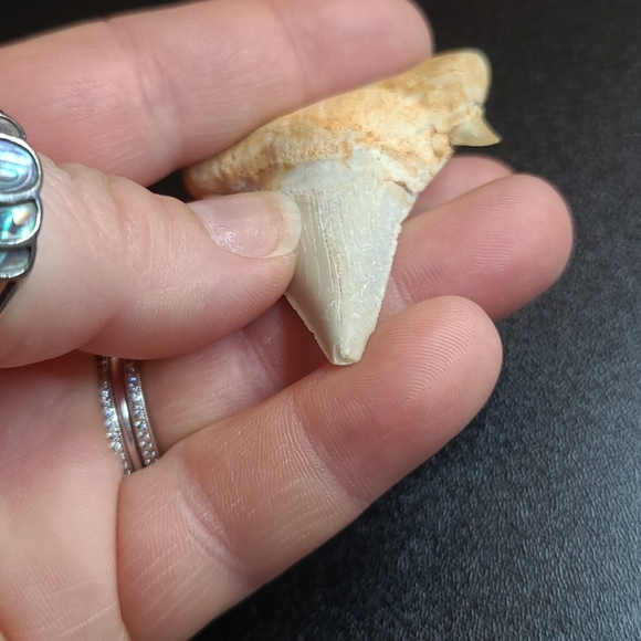 Fabulous fossilized sharks tooth - Picture 5 of 6